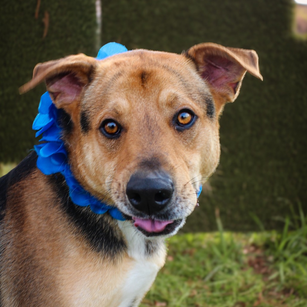  Tony , an adoptable dog at SPCA-BC