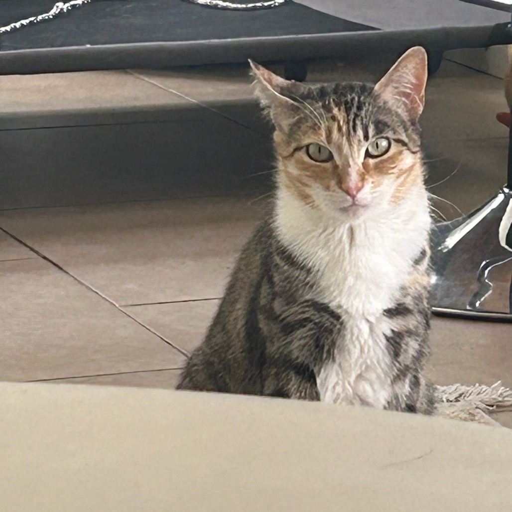 Mousse, photo 4