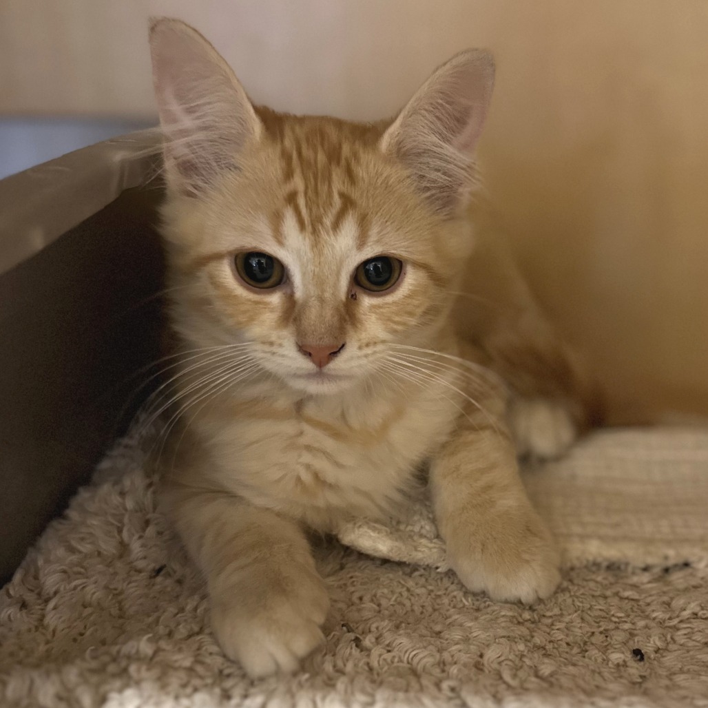 GOTEN - Domestic Medium Hair available for adoption