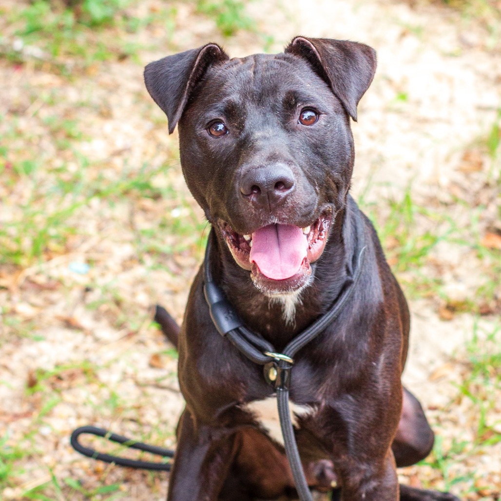 BUBBLE BATH - Terrier, American Staffordshire / Boxer available for adoption