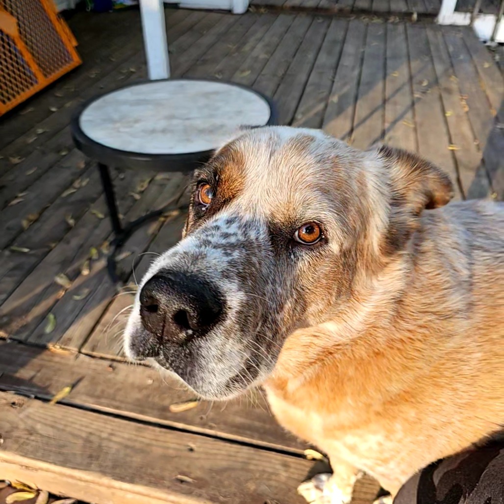 Buddy D11099