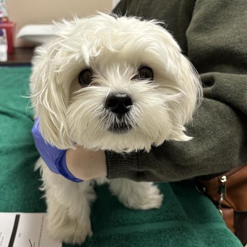 CHOWDER - Maltese available for adoption