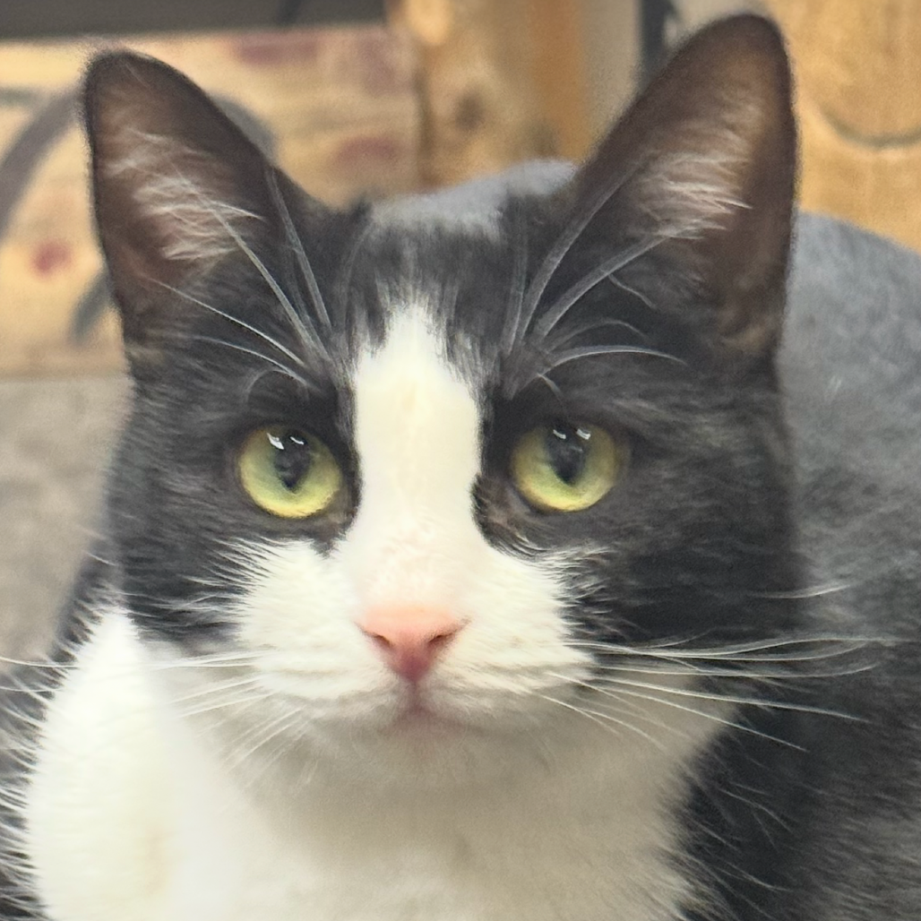 Oreo, photo 3