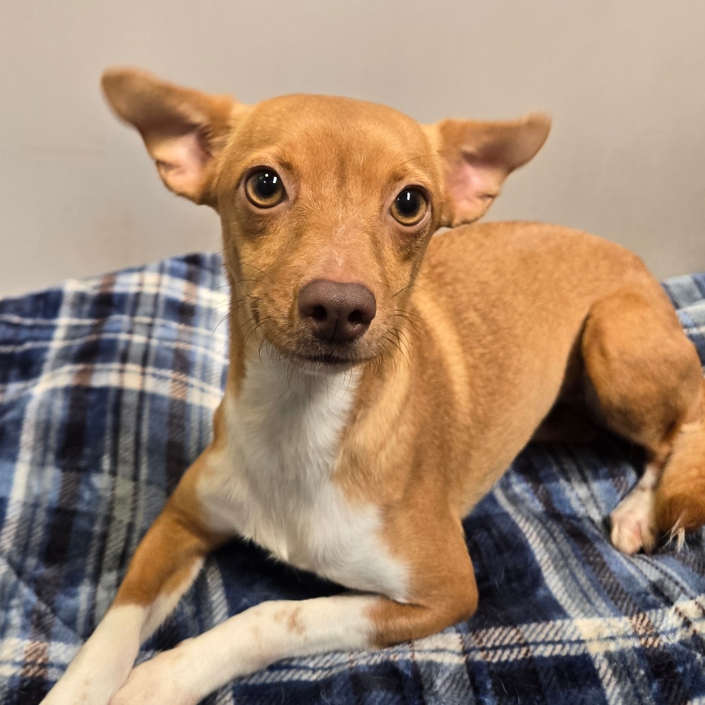APPLE - Terrier available for adoption