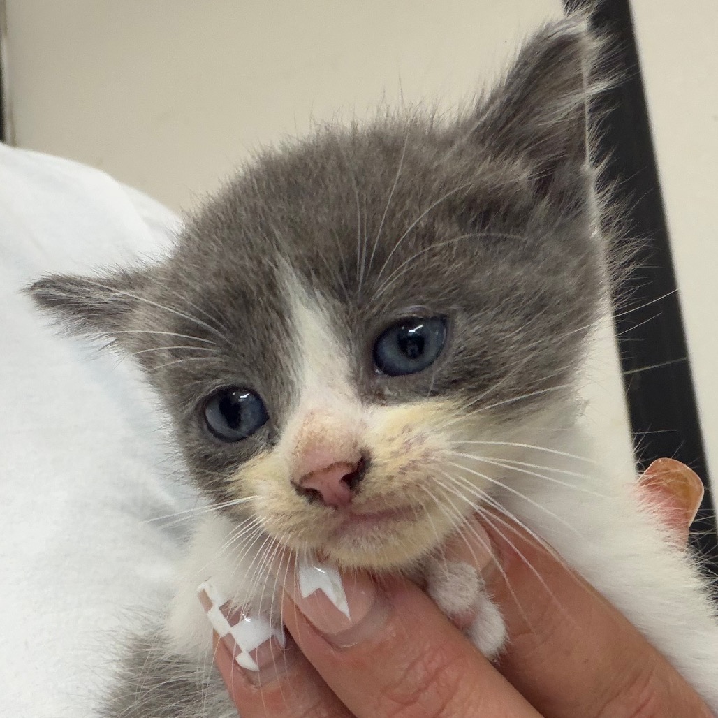 Munchkin, an adoptable cat at SPCA-BC
