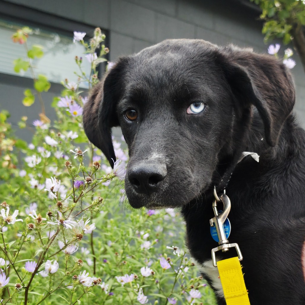 REBECCA - Mixed Breed (Large) for adoption in Portland