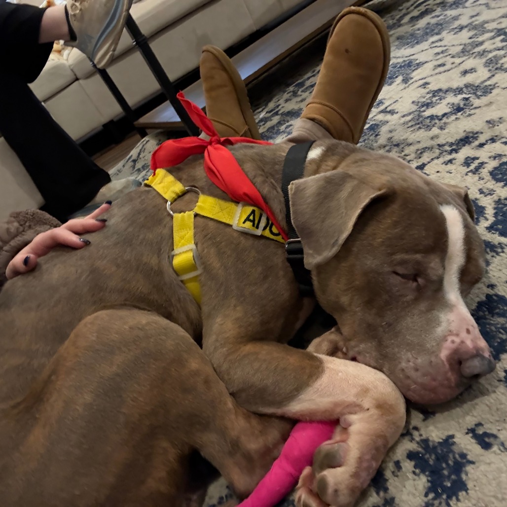 Fork — thumbnail 4