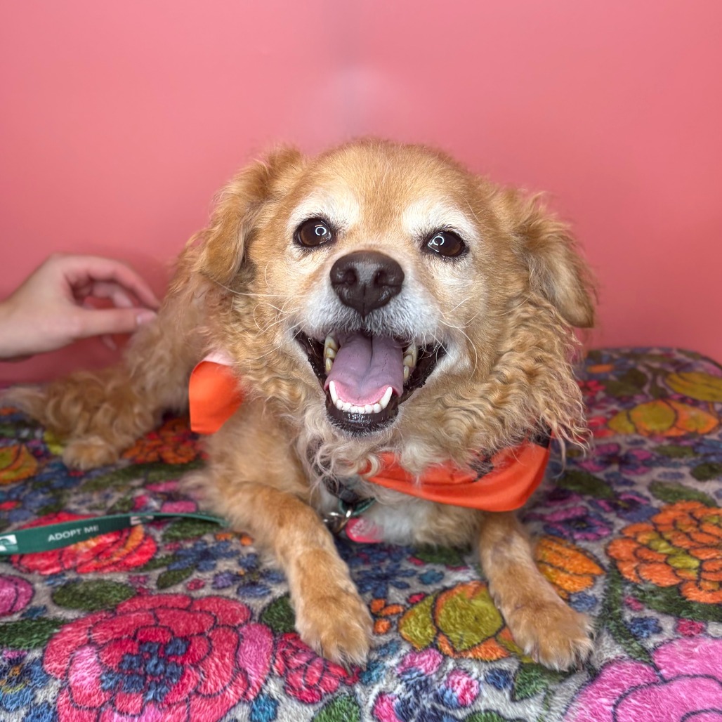 SIMBA - Pomeranian / Spaniel for adoption in San Antonio