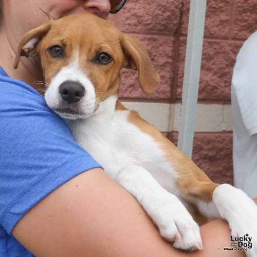 BAMBINO - Retriever, Labrador / Mixed Breed (Small) available for adoption
