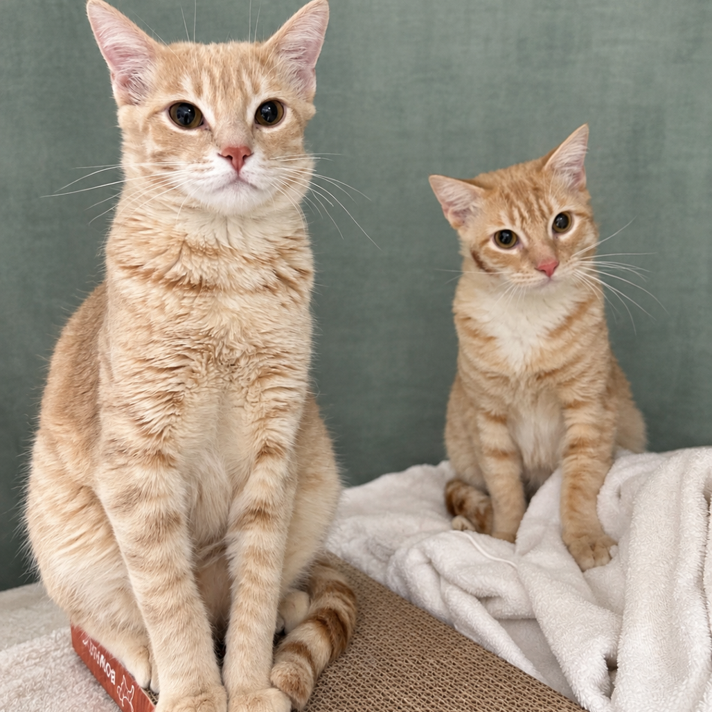 OLIVER - Domestic Shorthair for adoption in Henderson