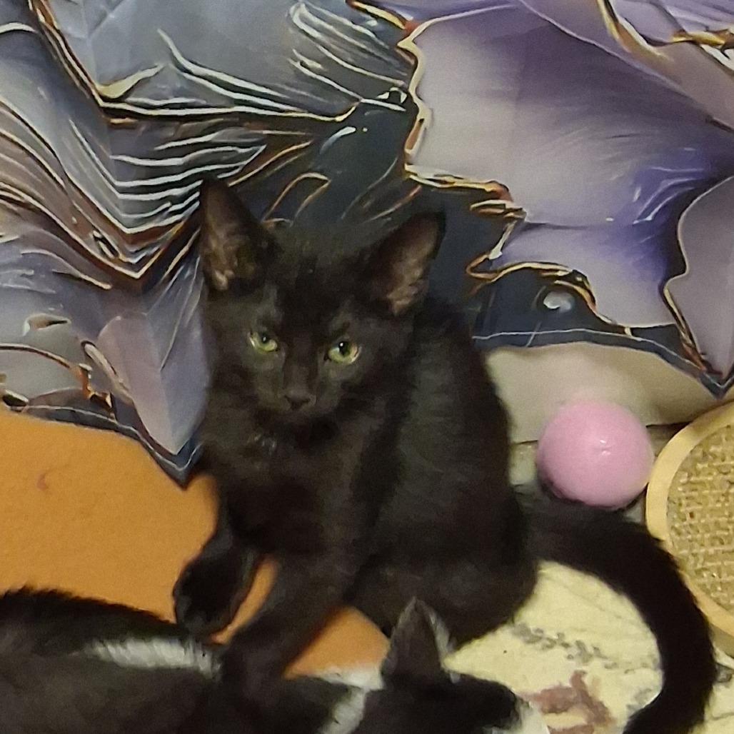 Eclipse & Crescent *Bonded Pair*, photo 8