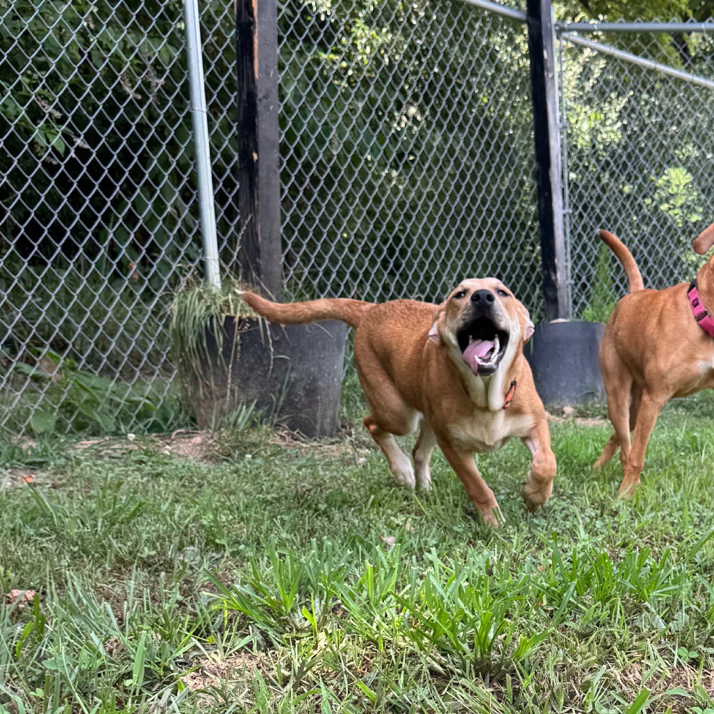 ALPHARETTA - Dottie, photo 9