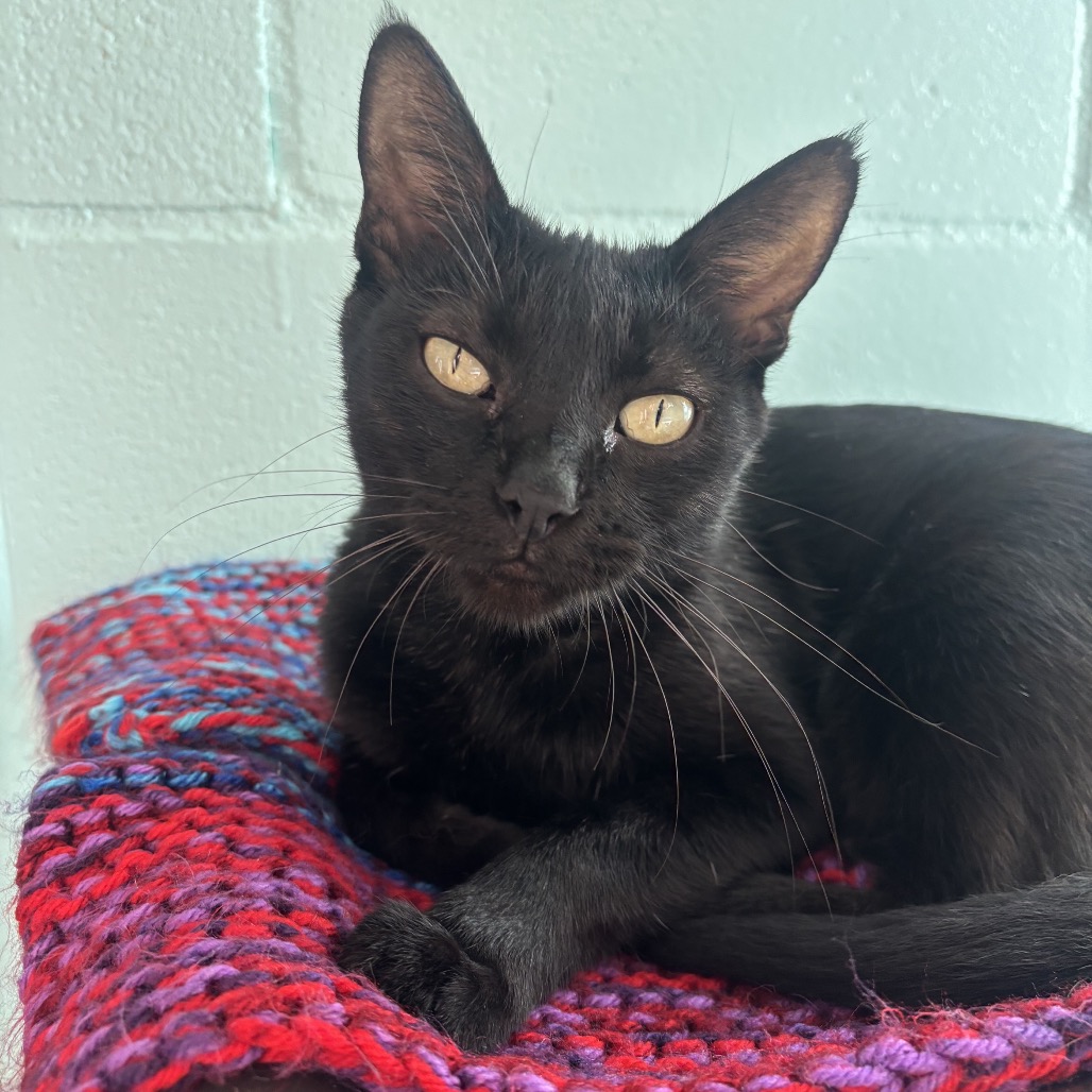 ELSA - Domestic Shorthair for adoption in Chula Vista