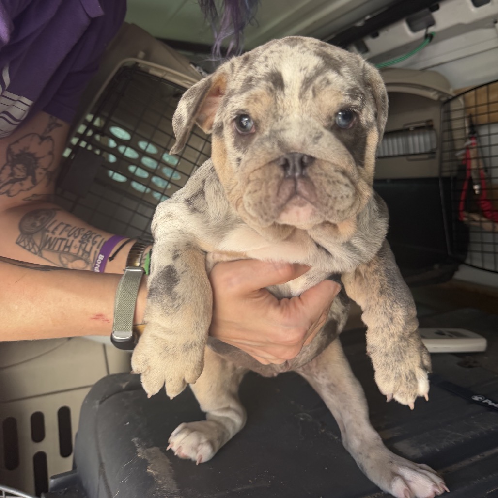 Kleenex - Bulldog for adoption in Illinois