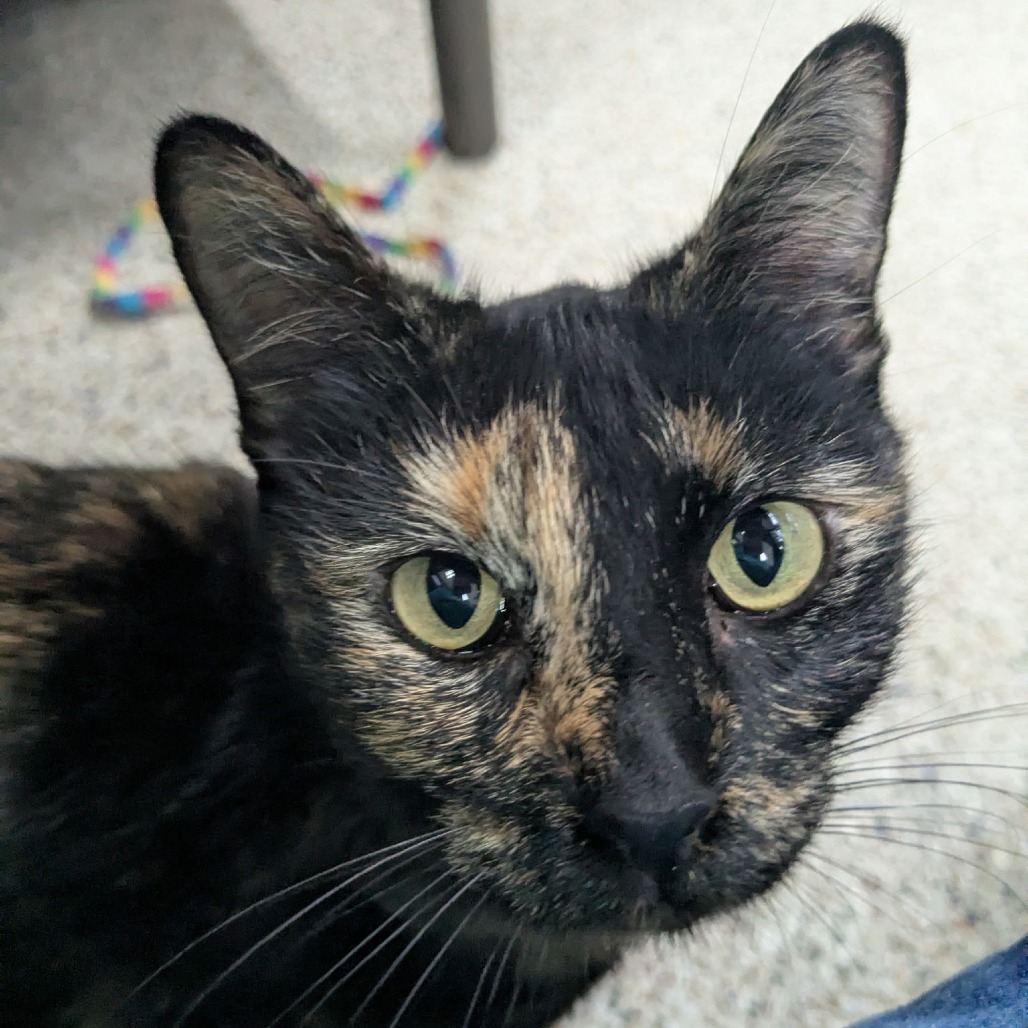 MERTLE (662193) - Domestic Shorthair available for adoption
