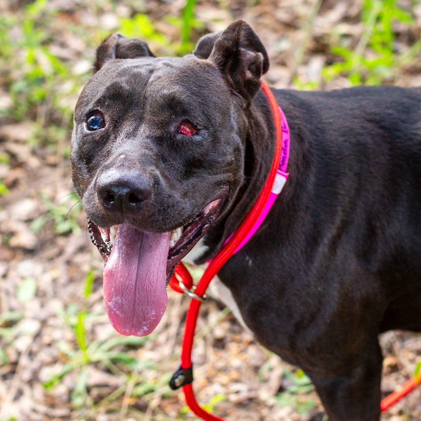 AMELIA BADELIA - Terrier, American Staffordshire / Bulldog available for adoption