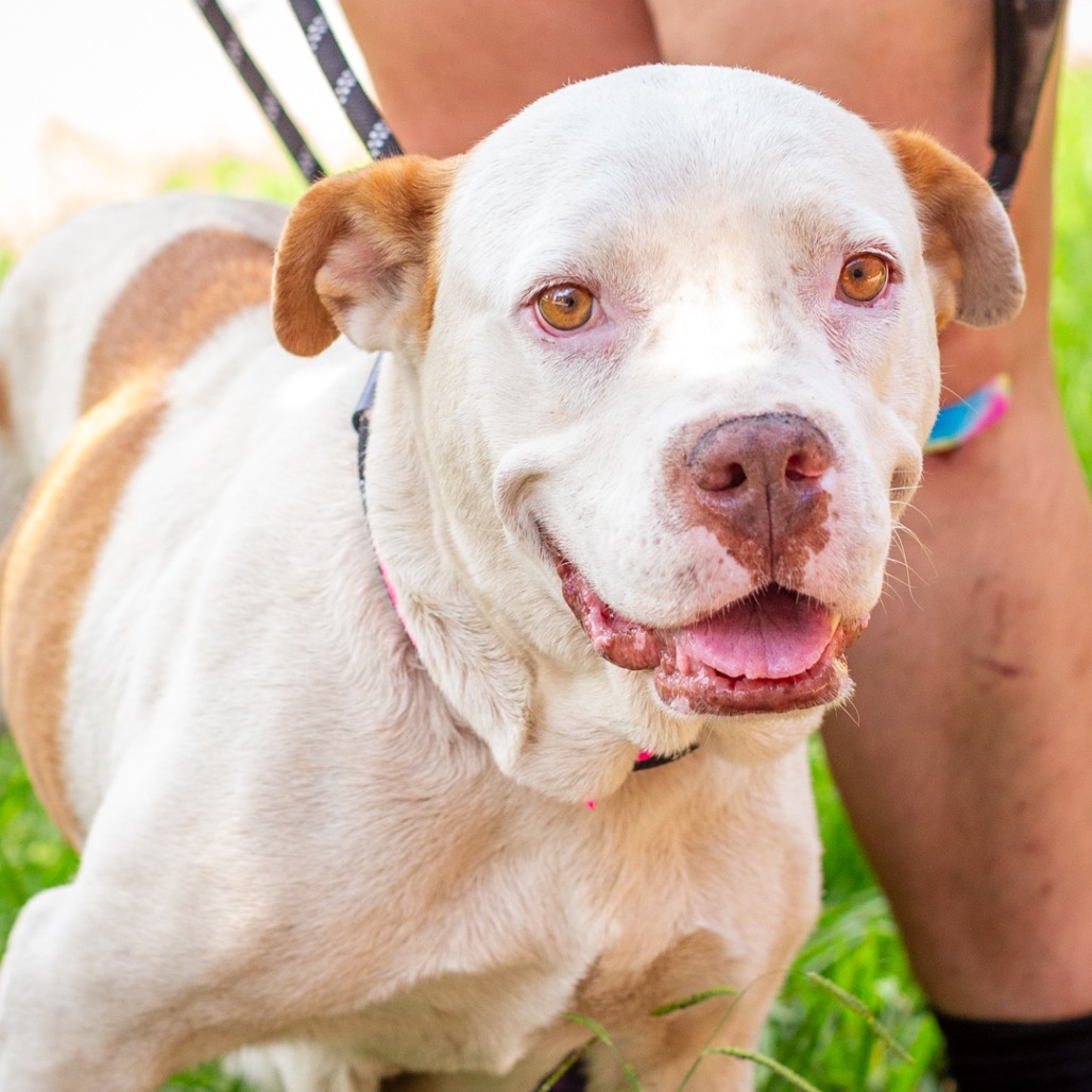 SIERRA MIST - Cattle Dog / Bulldog, American available for adoption