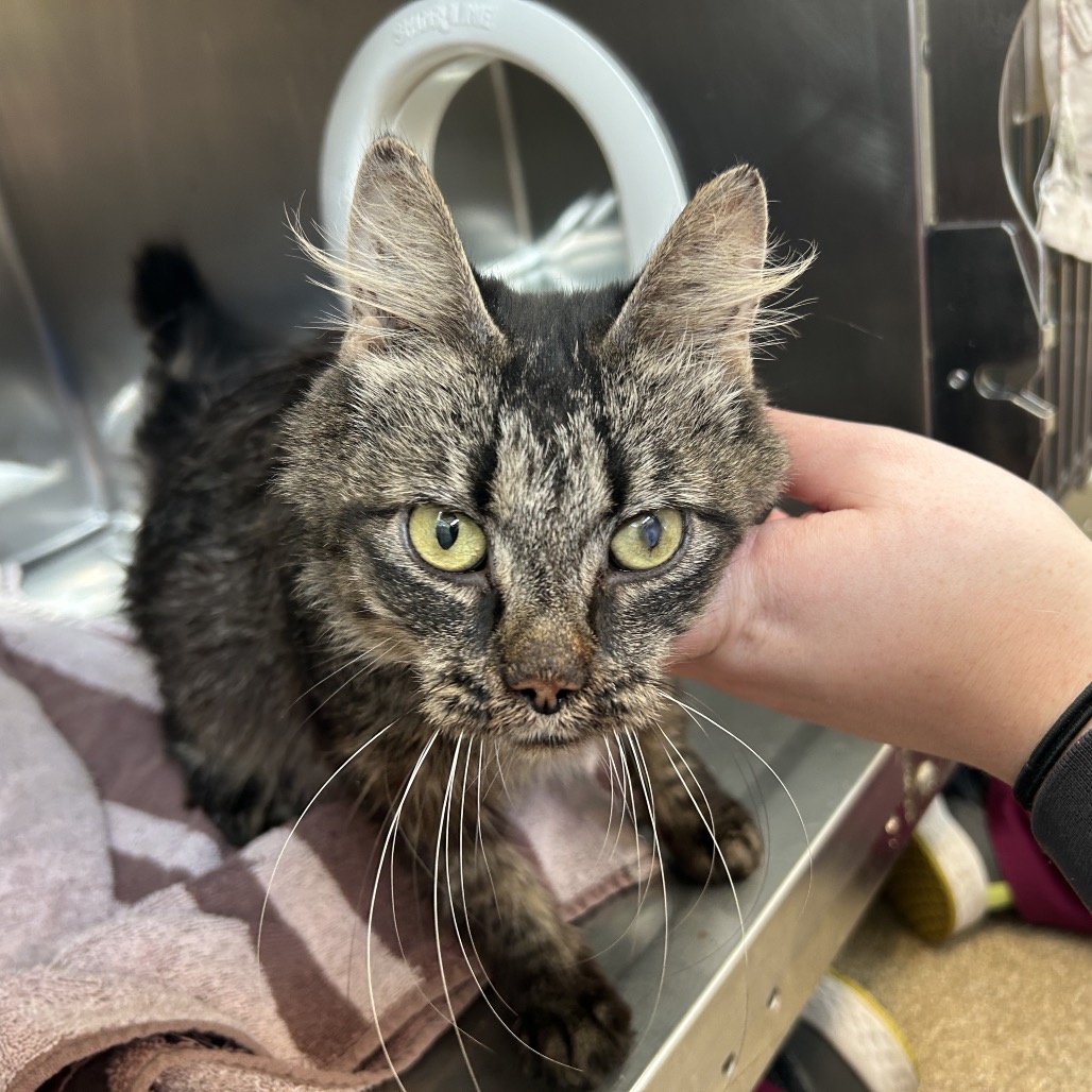 Miss Muffet, photo 2