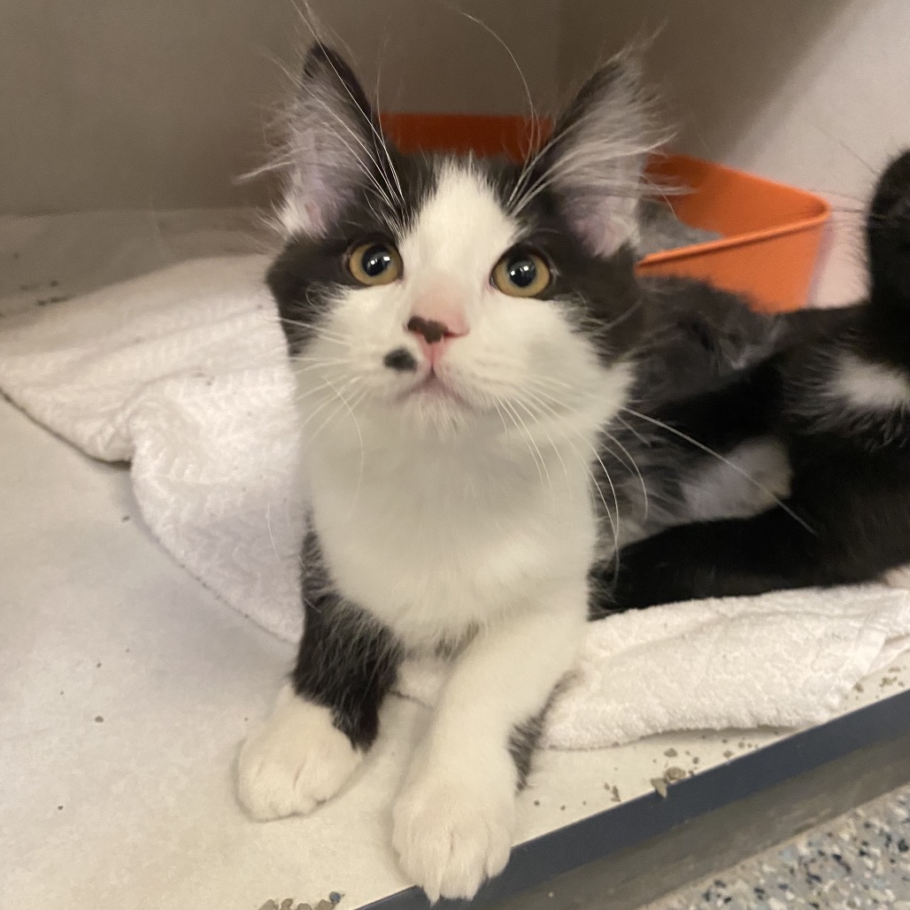 DAVEY - Domestic Longhair available for adoption