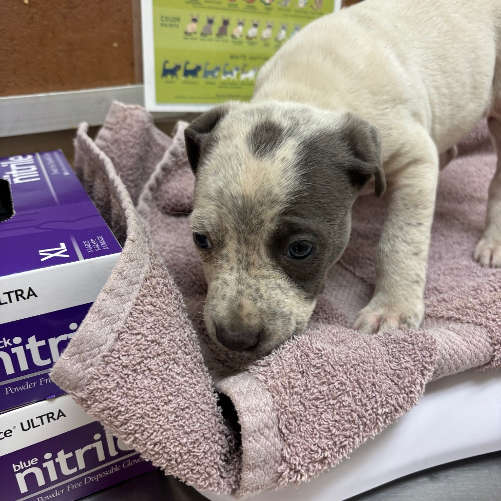 Salvator — thumbnail 2