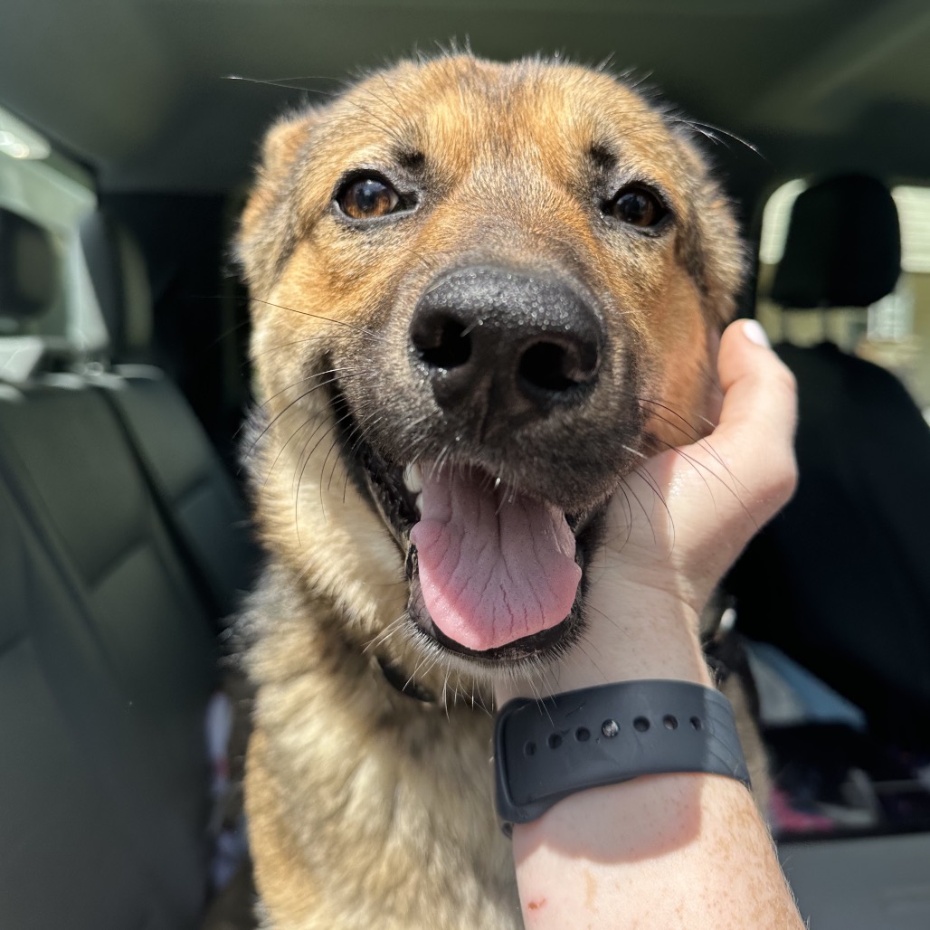 German Shepherd