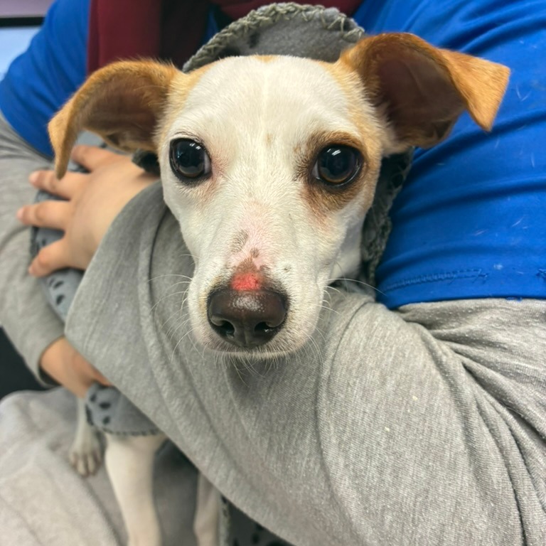 Terrier