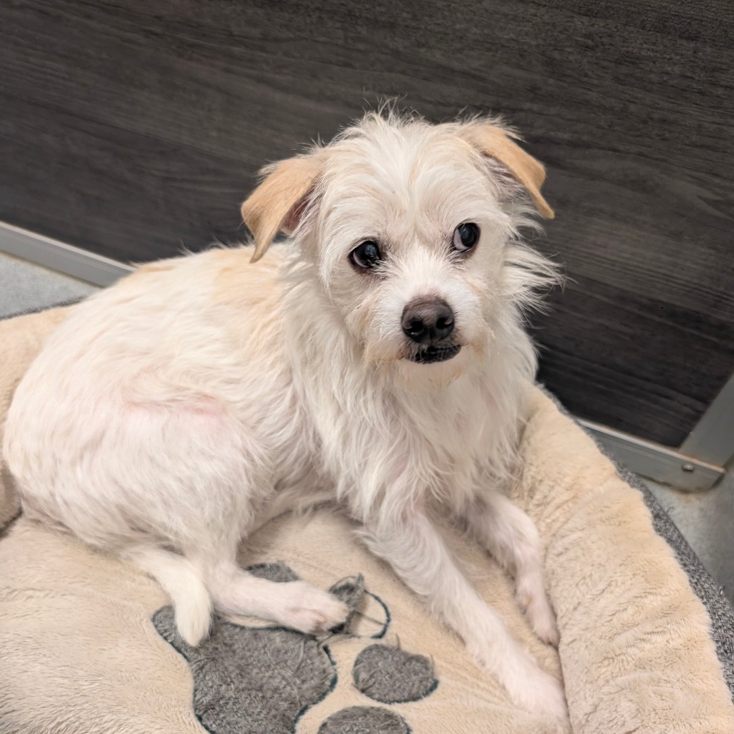 Troy - City of Industry Location is available for adoption at Priceless ...