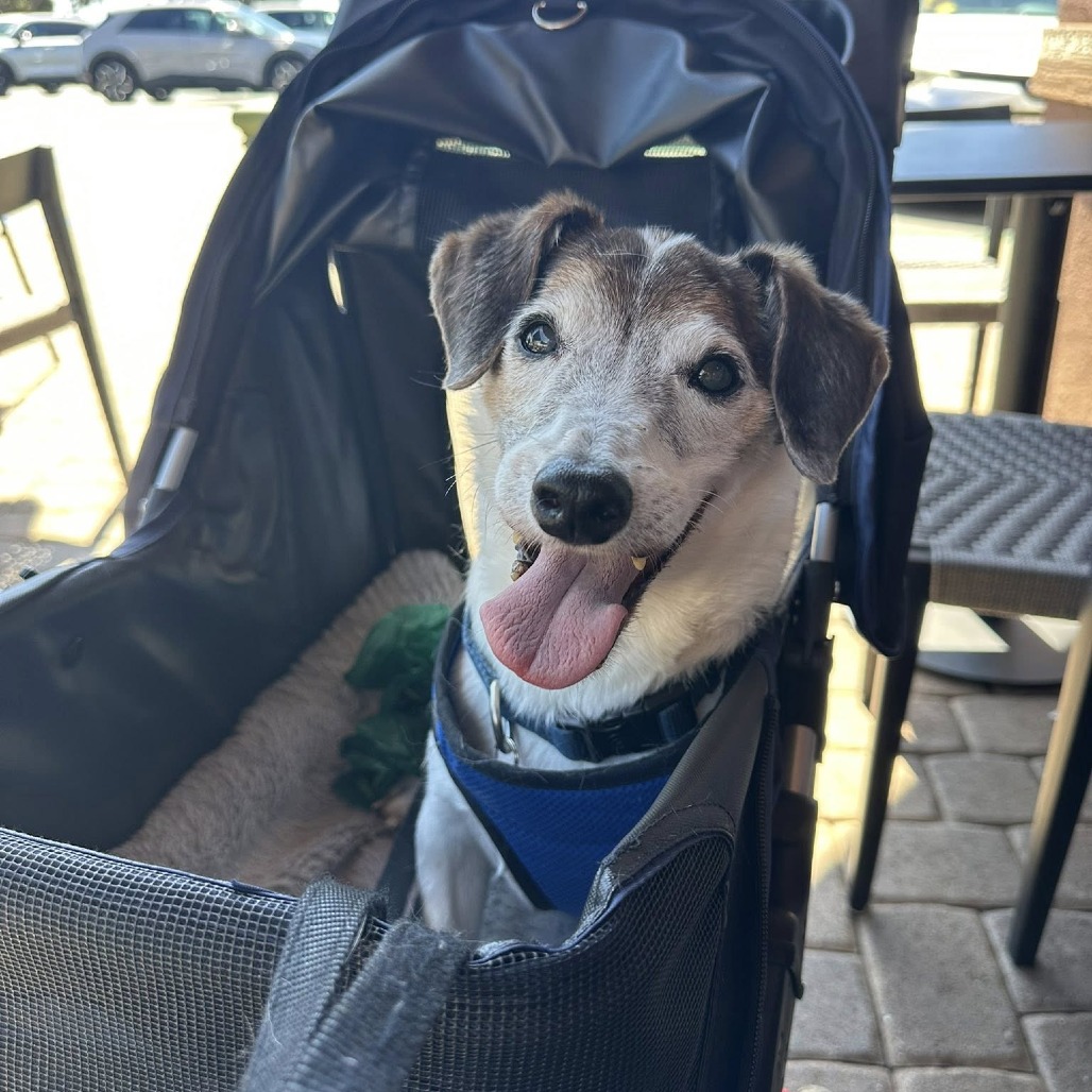 Bandit, photo 3