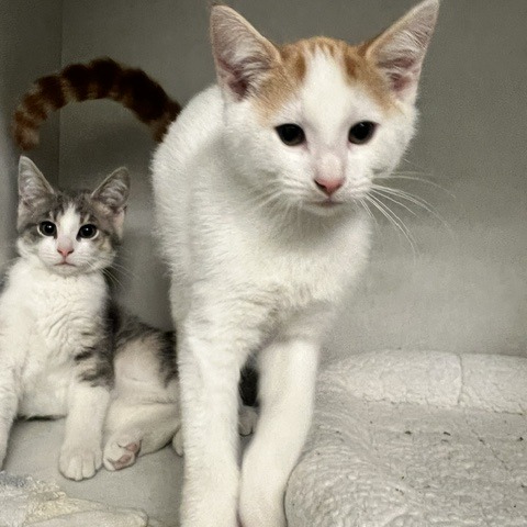 PYRAMID - Domestic Shorthair available for adoption