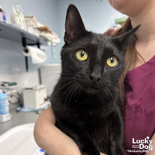 MOON - Domestic Shorthair available for adoption