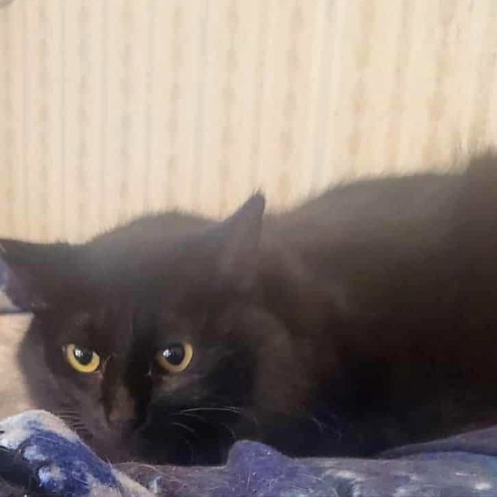 Tooth — thumbnail 2