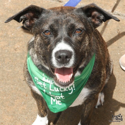 LILYPAD - Terrier / Shepherd available for adoption