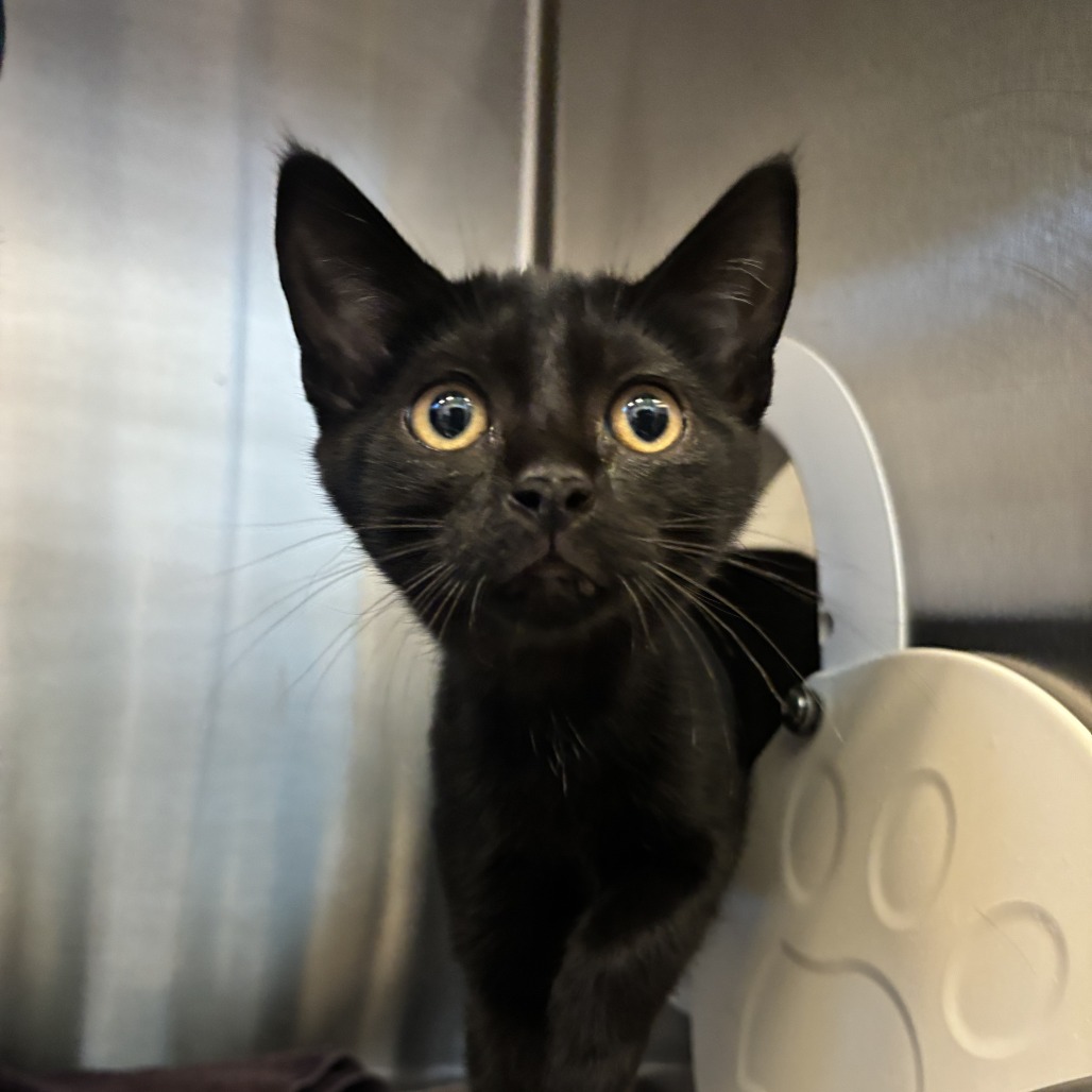 PRINCESS DONUT - Domestic Shorthair available for adoption