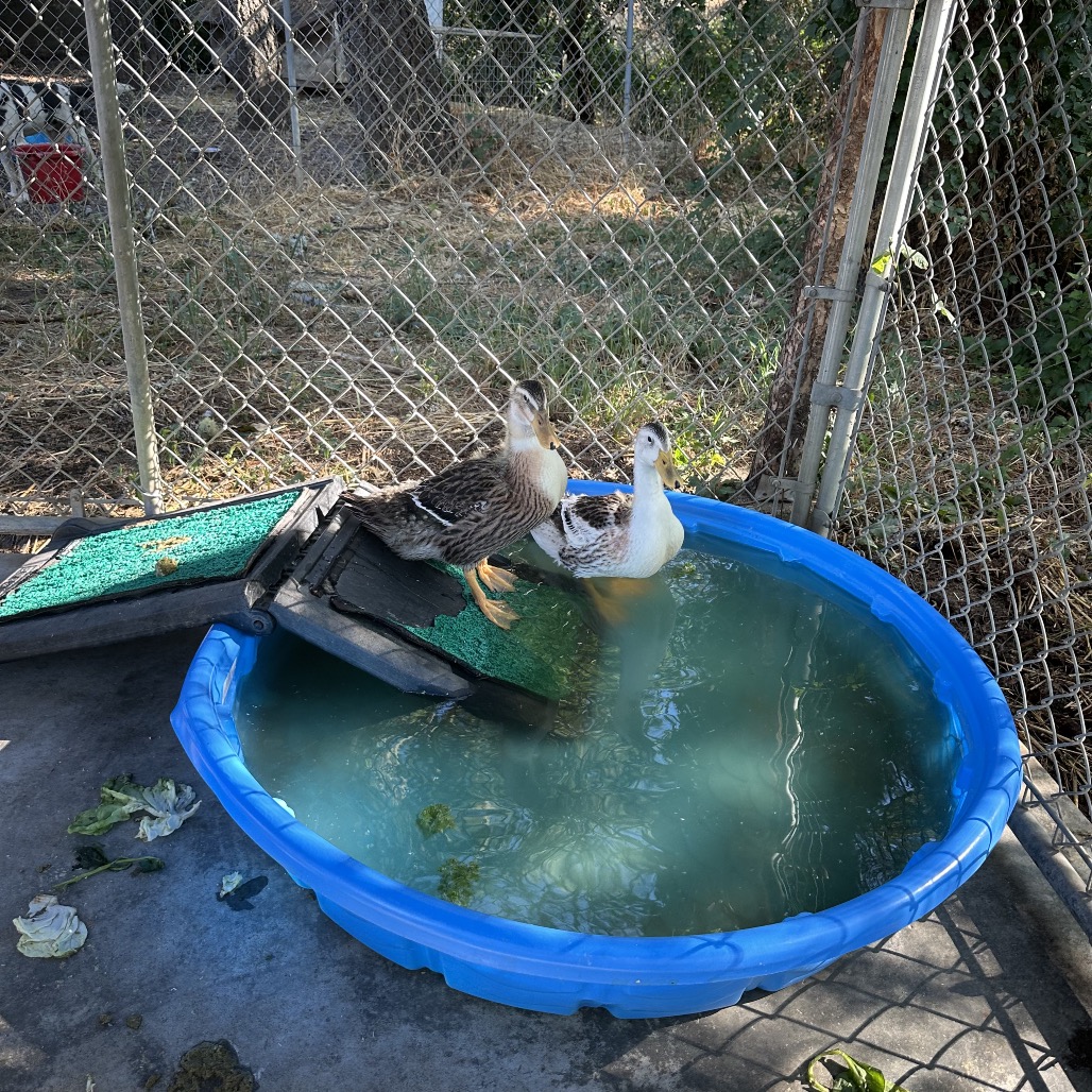 Bubbles, photo 3