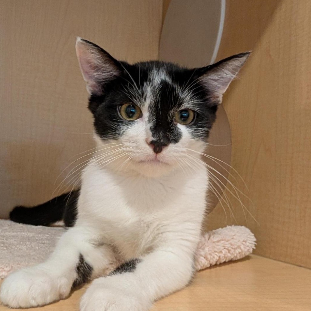 CHEERIO - Domestic Shorthair available for adoption