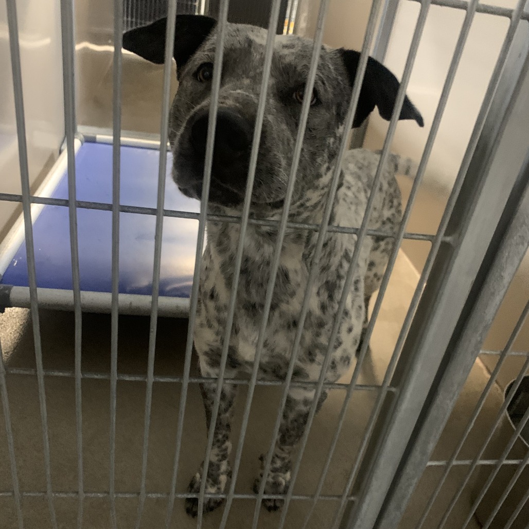 Kennel#10 Landon's preview photo