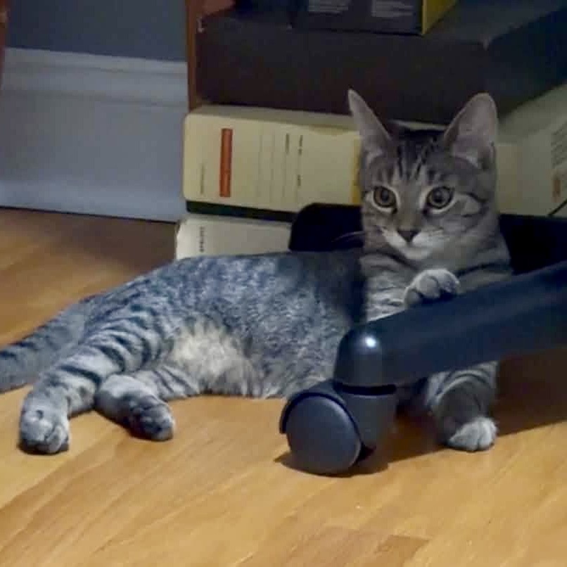 Nala, photo 2