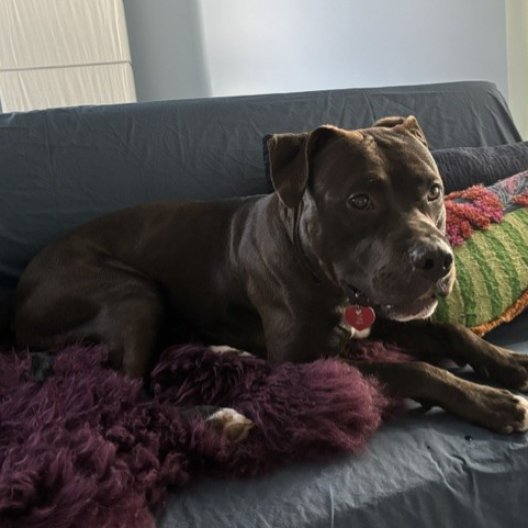 Creed--In Foster***ADOPTION PENDING***, photo 10