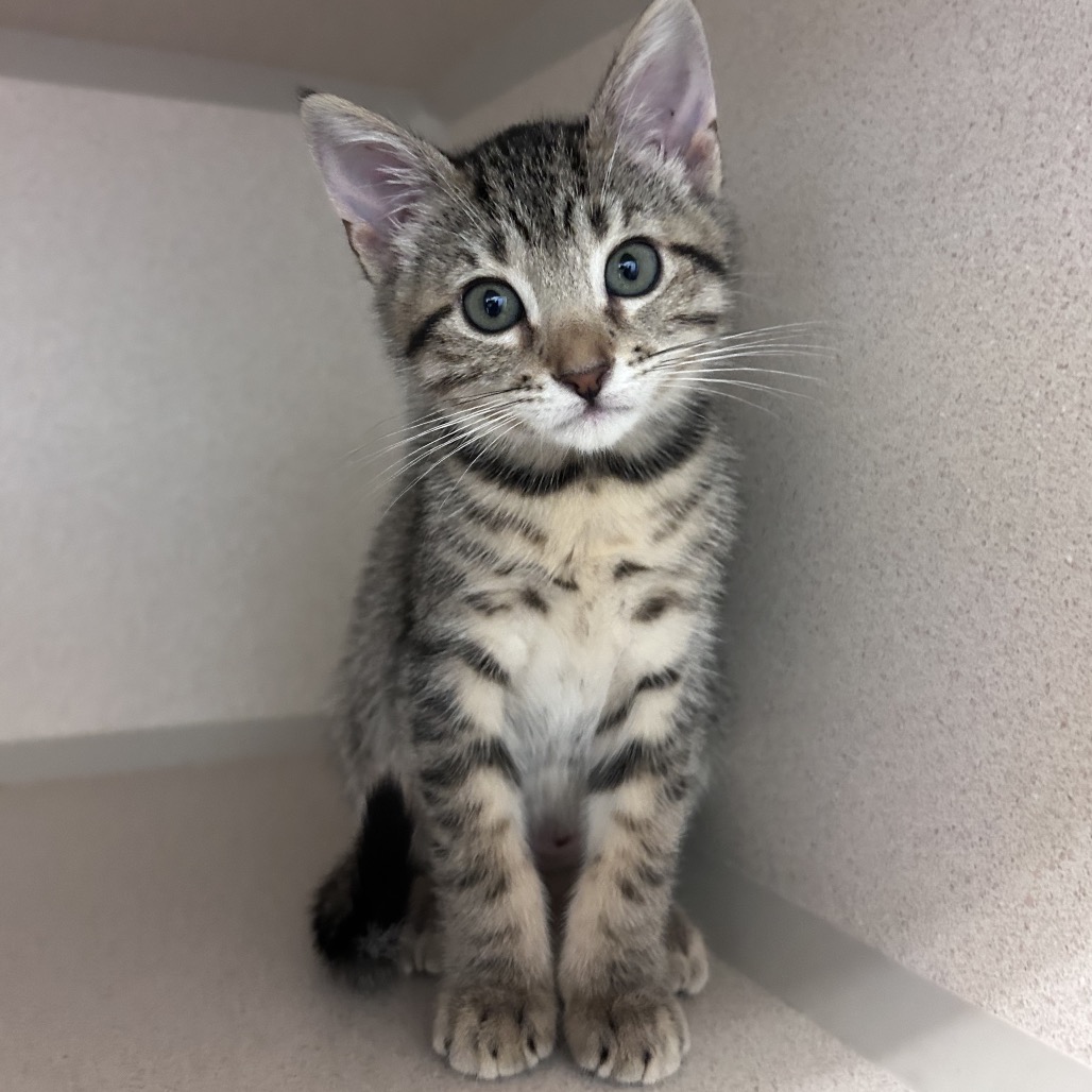 Minnow (lilac collar) - Domestic Shorthair