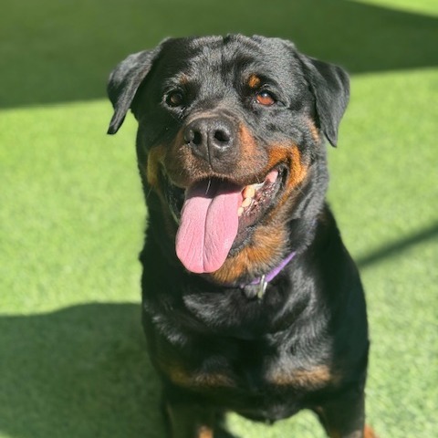 SHIBA - Rottweiler available for adoption