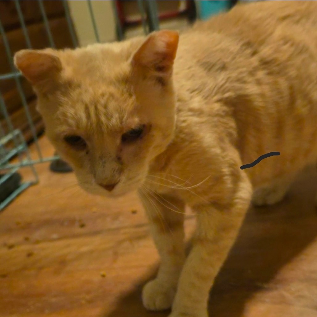 MARSHALL - Domestic Shorthair available for adoption