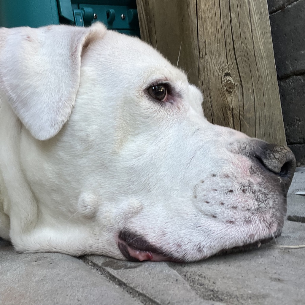 Marley, photo 35