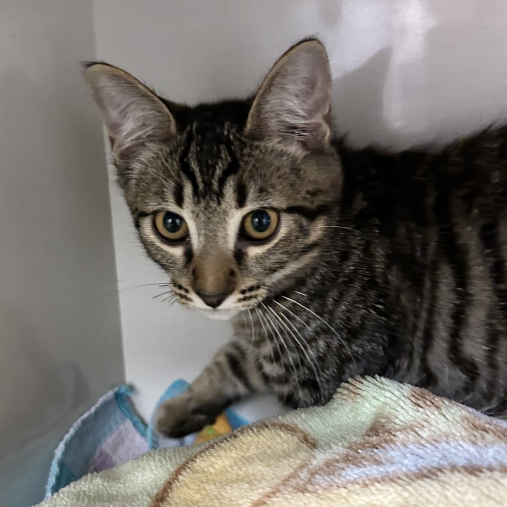 Mo - Domestic Shorthair