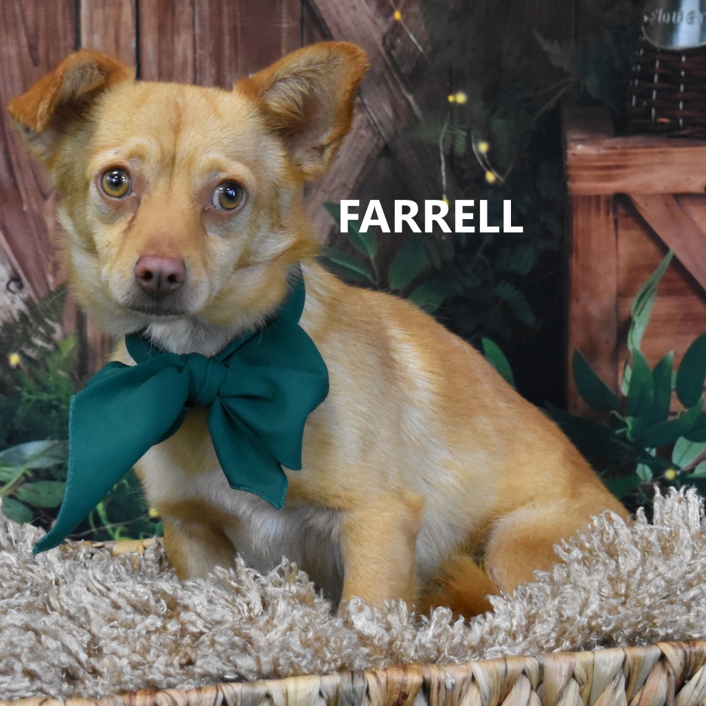 Farrell
