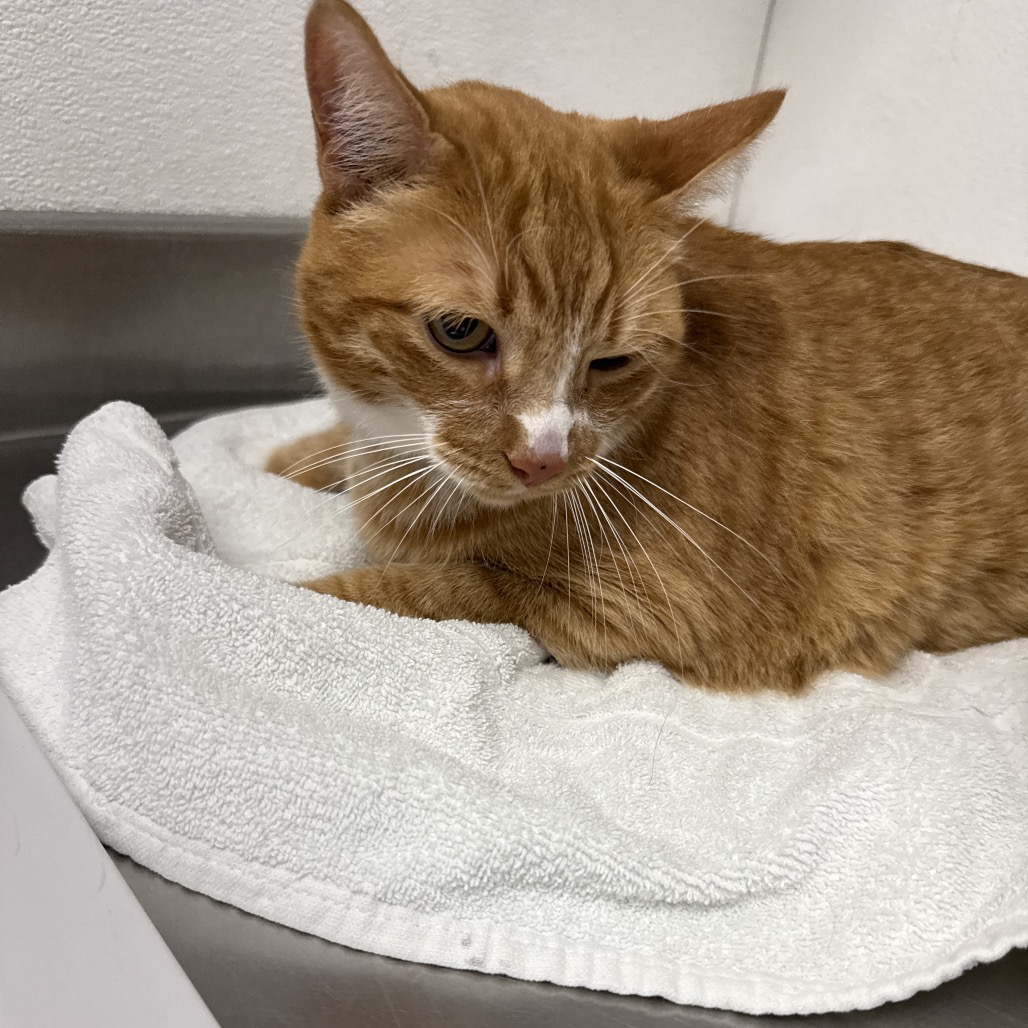 GINGER - Domestic Shorthair available for adoption