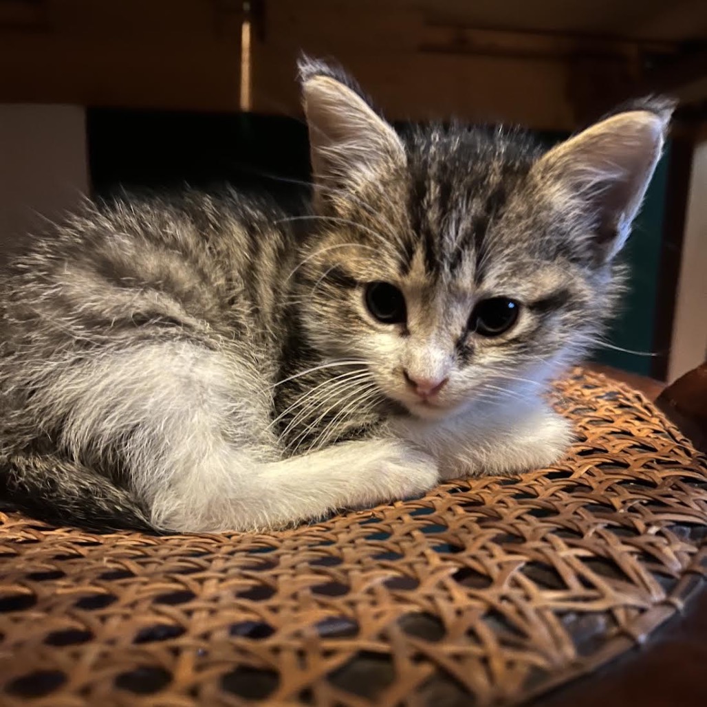 JENNY - Domestic Shorthair available for adoption