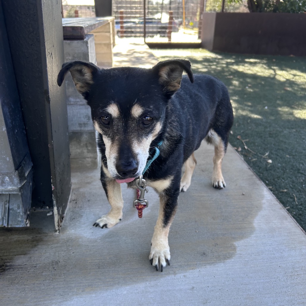 Sally, adoptable senior dog