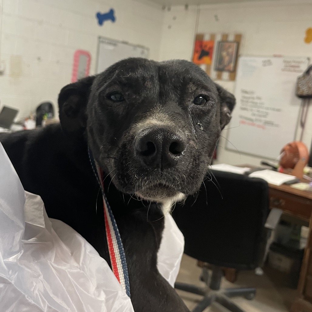 MADDIE - Terrier, Staffordshire Bull / Mix available for adoption