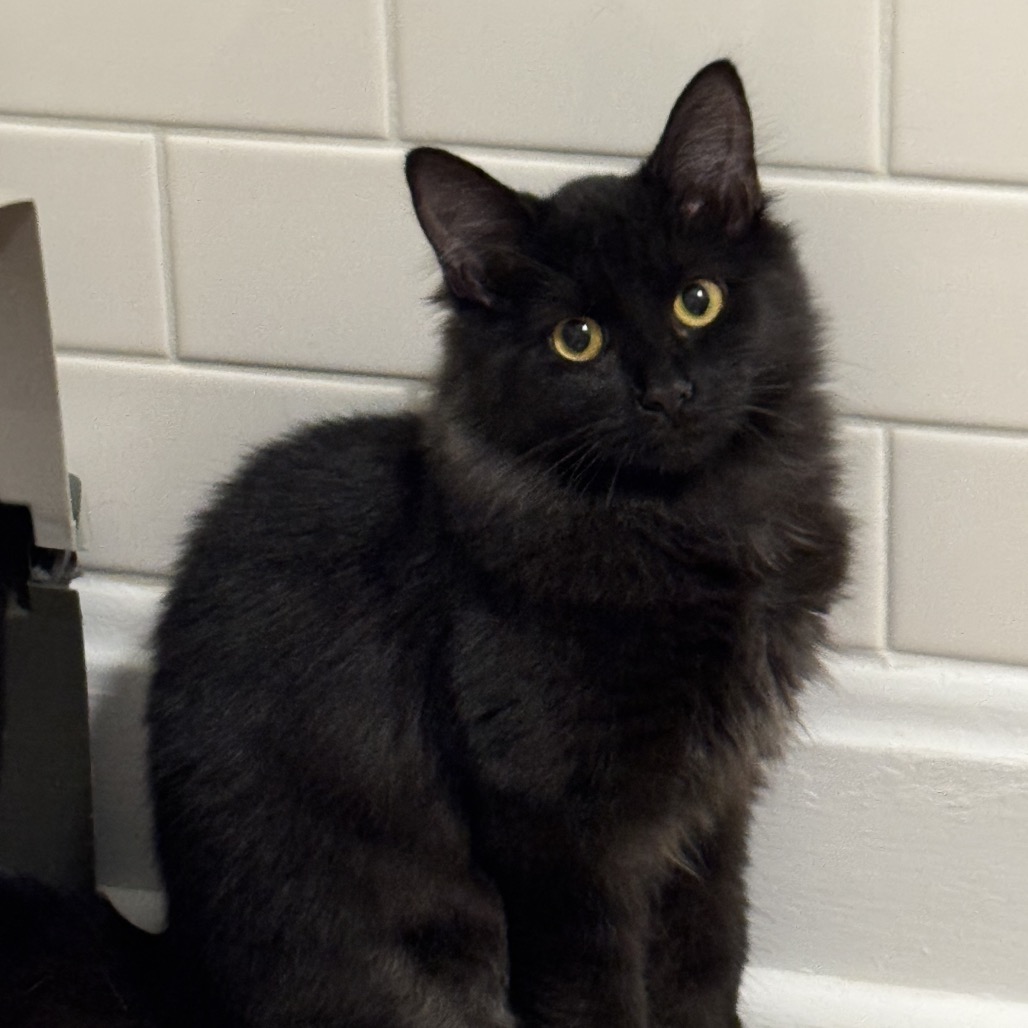 Franky — thumbnail 5