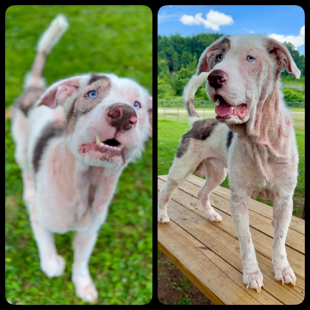 MOSELY - Mixed Breed (Medium) available for adoption